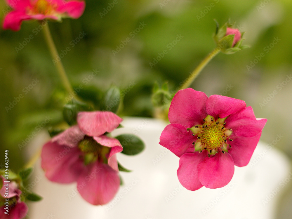 overhanging strawberries in a white pot overhanging strawberries in a white pot