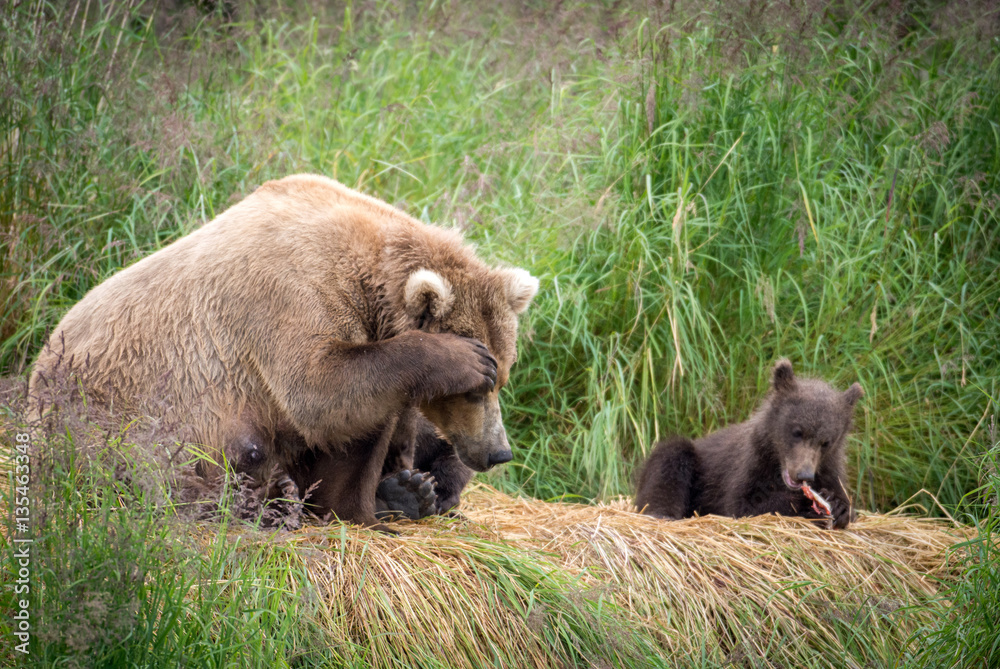 Alaskan brown bear sow with cubs Alaskan brown bear sow with cubs