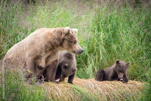 Alaskan brown bear sow with cubs © Tony Campbell
