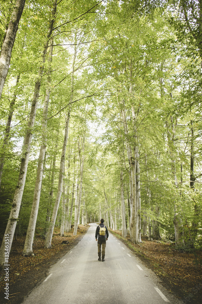 Rear view of man hiking on road amidst trees Rear view of man hiking on road amidst trees