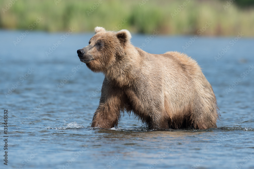 Alaskan brown bear in Brooks River Alaskan brown bear in Brooks River