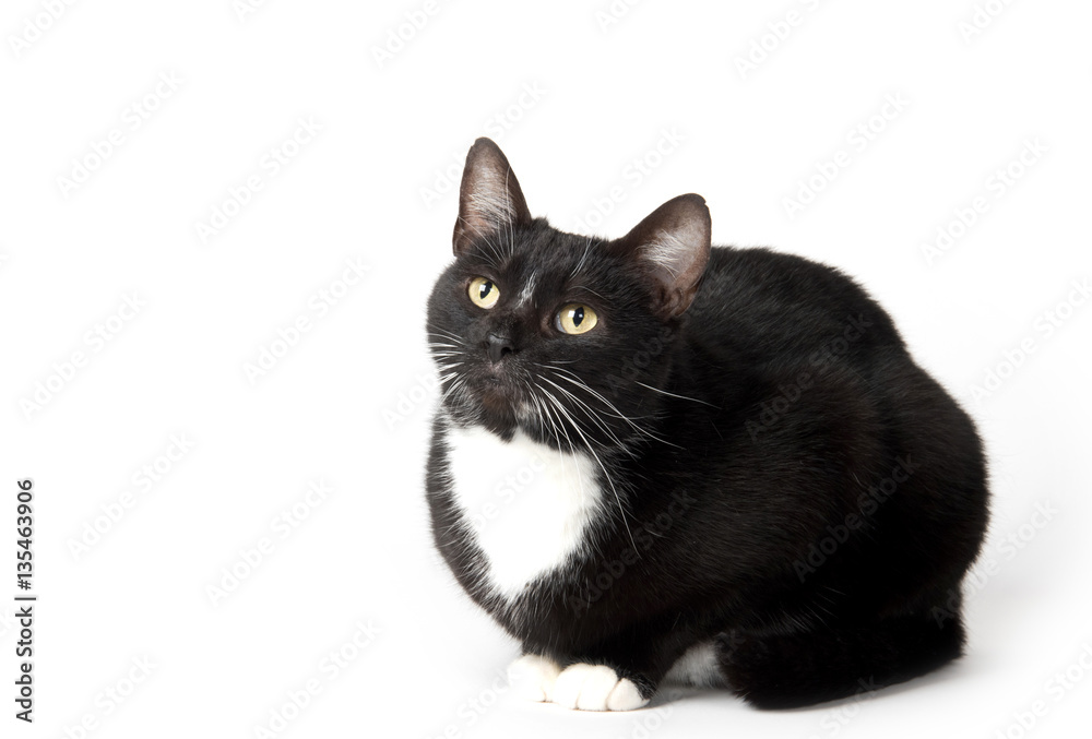 Fototapeta premium Cute tuxedo cat on white