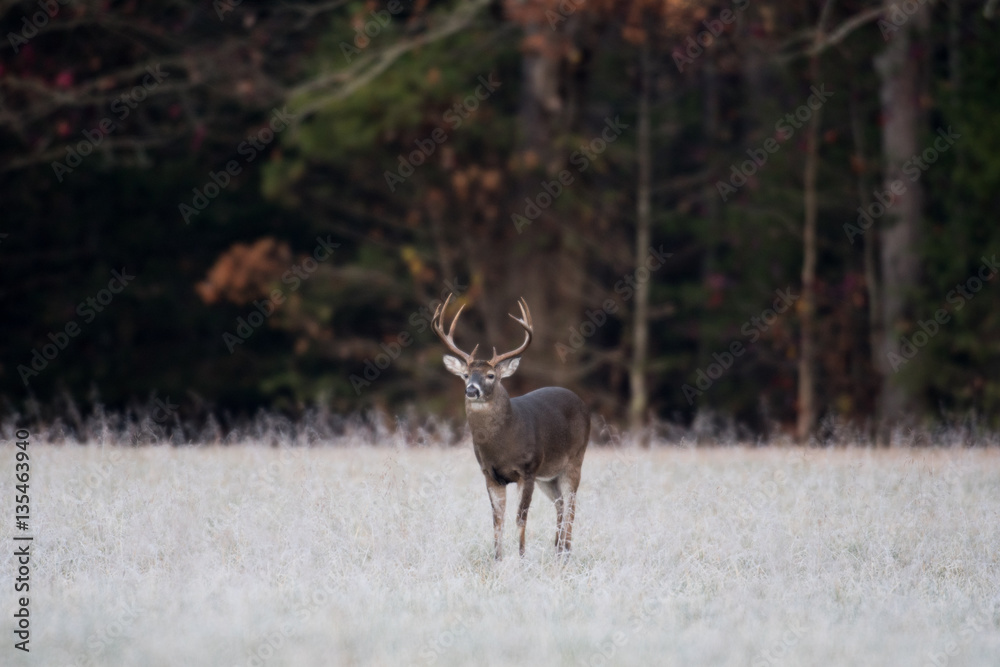 Large white-tailed buck Large white-tailed buck