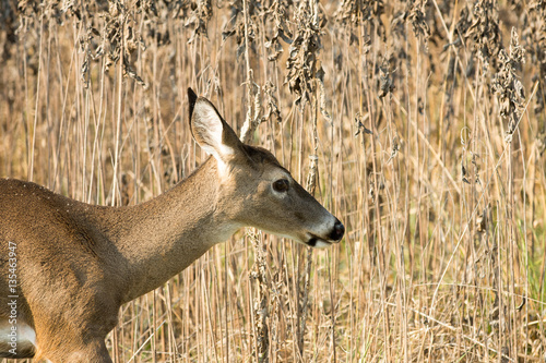 white-tailed deer doe in weeds