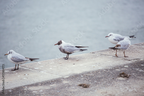 seagulls waiting by the water