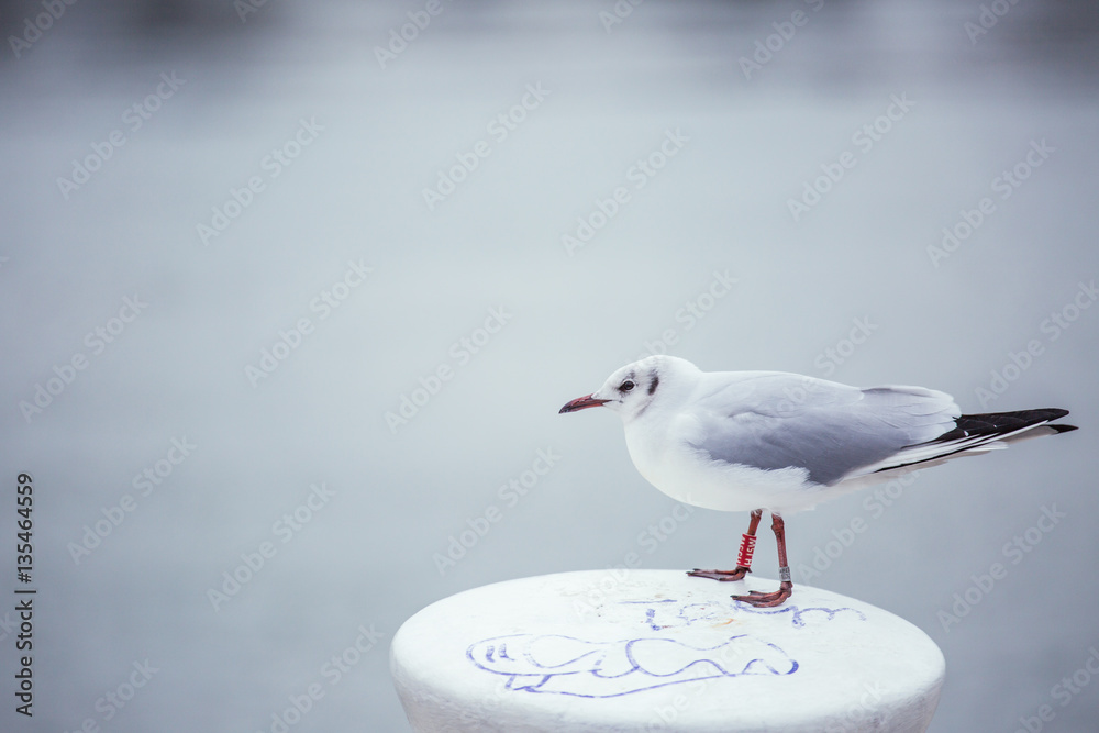 Fototapeta premium seagull sitting on bollard