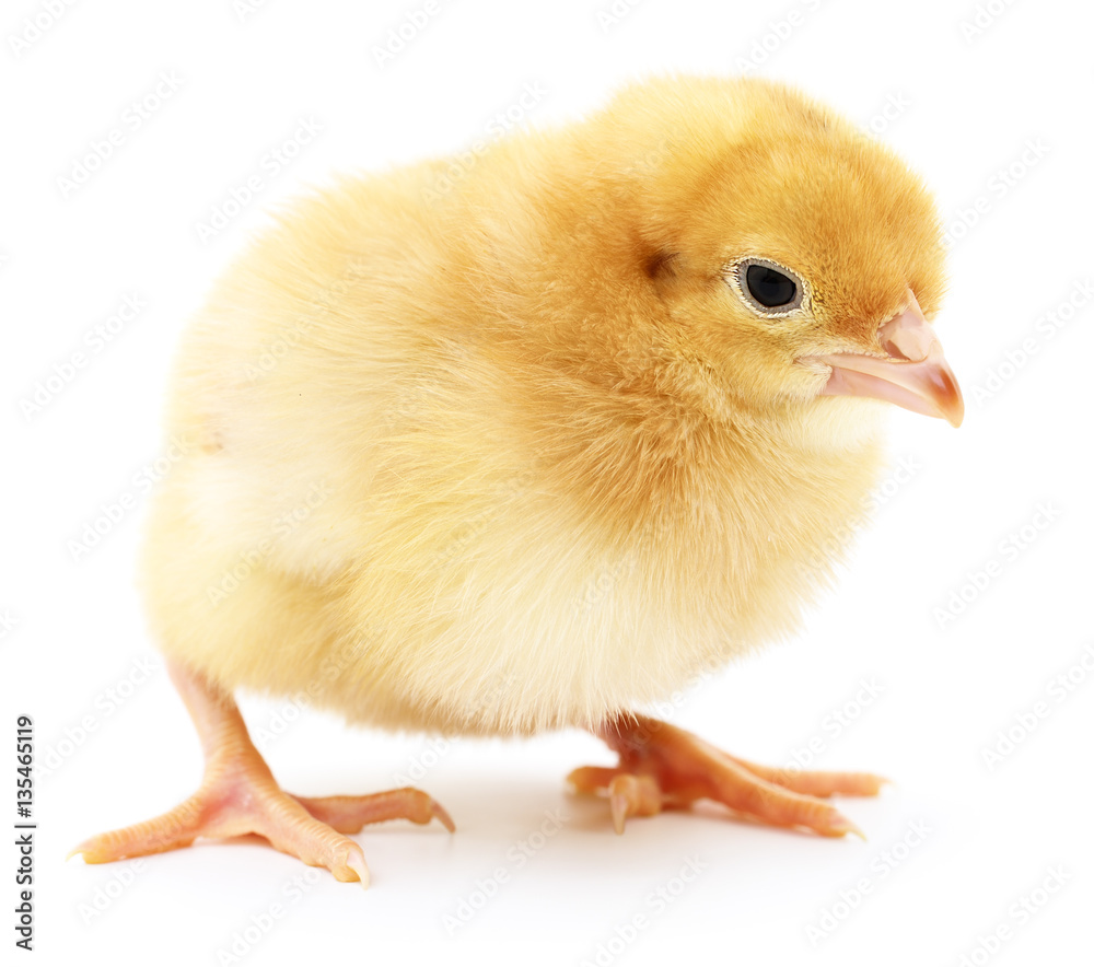 Obraz premium Small yellow chicken.
