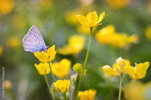 butterfly resting on a yellow flower © perfidni1