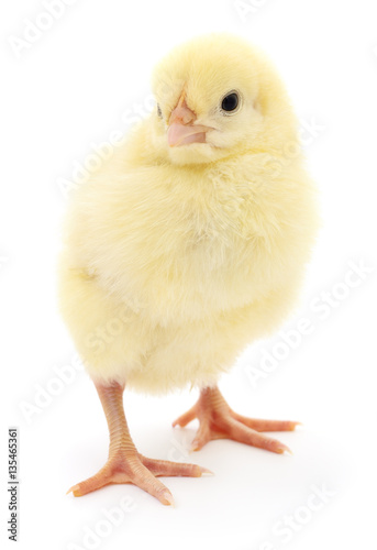 Small yellow chicken.