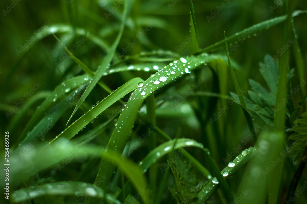 Fresh green grass with dew drops close up. Green grass background. Fresh green grass with dew drops close up. Green grass background.