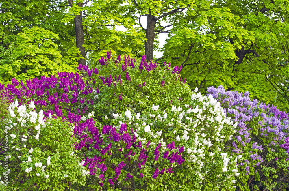 Lilac bushes park summer leaves flowers trees forest beauty