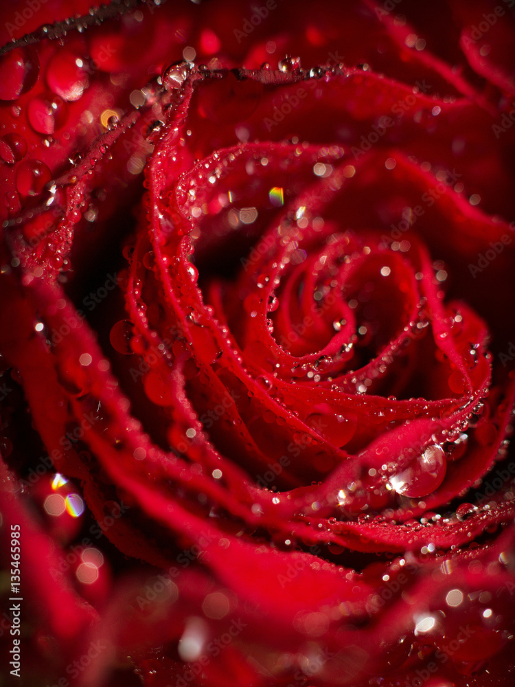 Naklejka premium Czerwona róża z kroplami wody