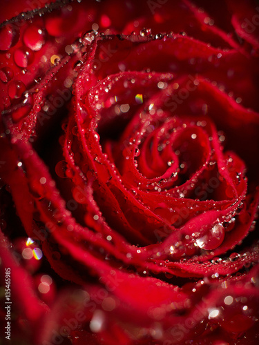 Fototapeta Naklejka Na Ścianę i Meble -  Red rose with water drops