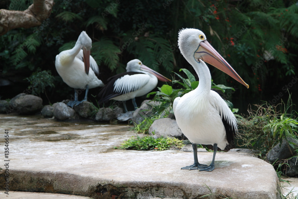 Obraz premium Pelicans