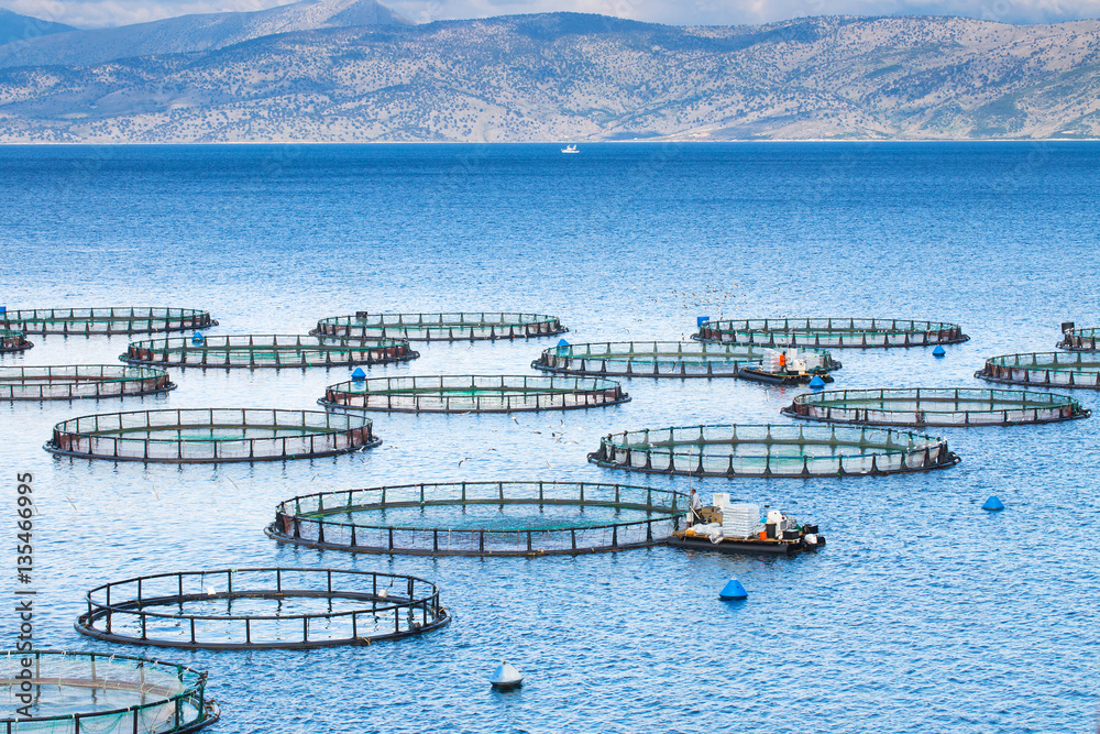 Sea fish farm. Cages for fish farming dorado and seabass. The workers feed  the fish a forage. Stock Photo