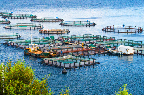 Sea fish farm. Cages for fish farming dorado and seabass. The workers feed the fish a forage.