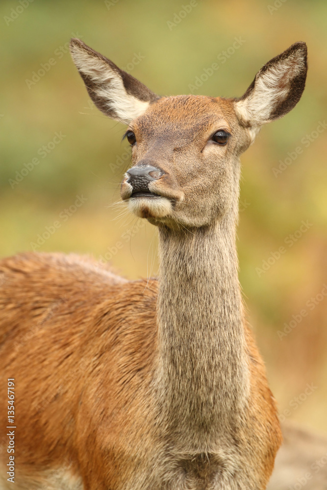 Red Deer Hind Red Deer Hind
