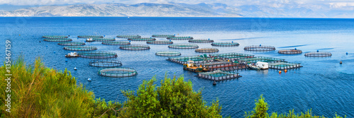 Sea fish farm. Cages for fish farming dorado and seabass. The workers feed the fish a forage. Seascape panoramic photography.