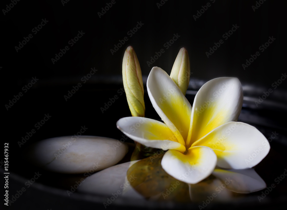 gelbe Plumeria Tapete