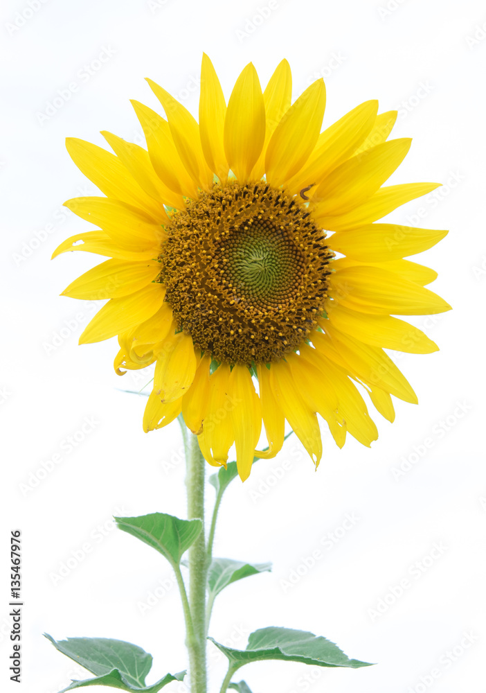 Fototapeta premium sunflower isolate on white background