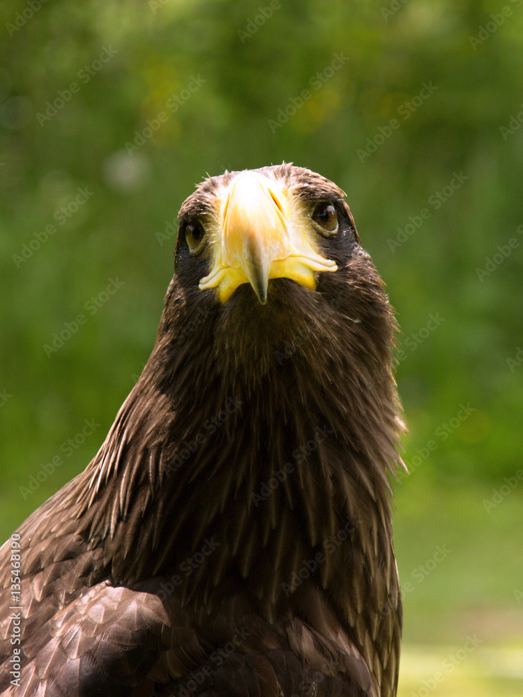 Fototapeta premium A closeup of the head of an eagle
