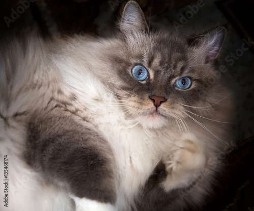 Cat with blue eyes