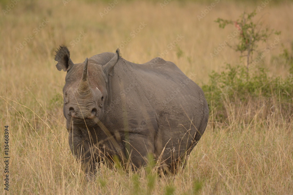 Fototapeta premium Pregnant black Rhino