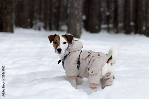 Fototapeta Naklejka Na Ścianę i Meble -  Jack Russell in the winter forest, snow, winter, walk