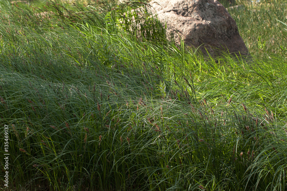 Boulder and grass Boulder and grass