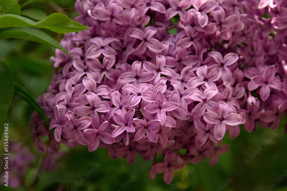 Pink Lilac blooming in the garden