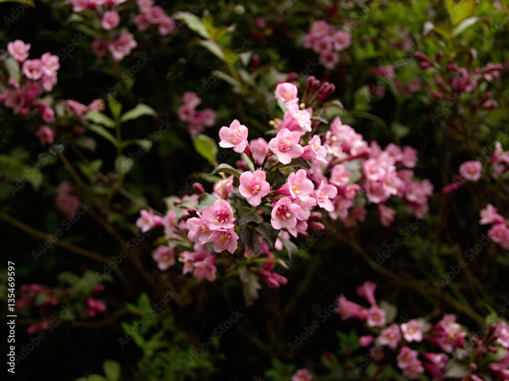 Pink bush blooming in the park