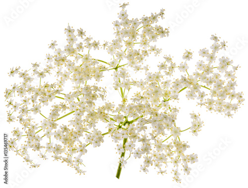 Holunder Blüte auf Weiß