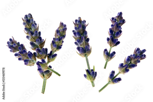 Lavendel auf Wei  
