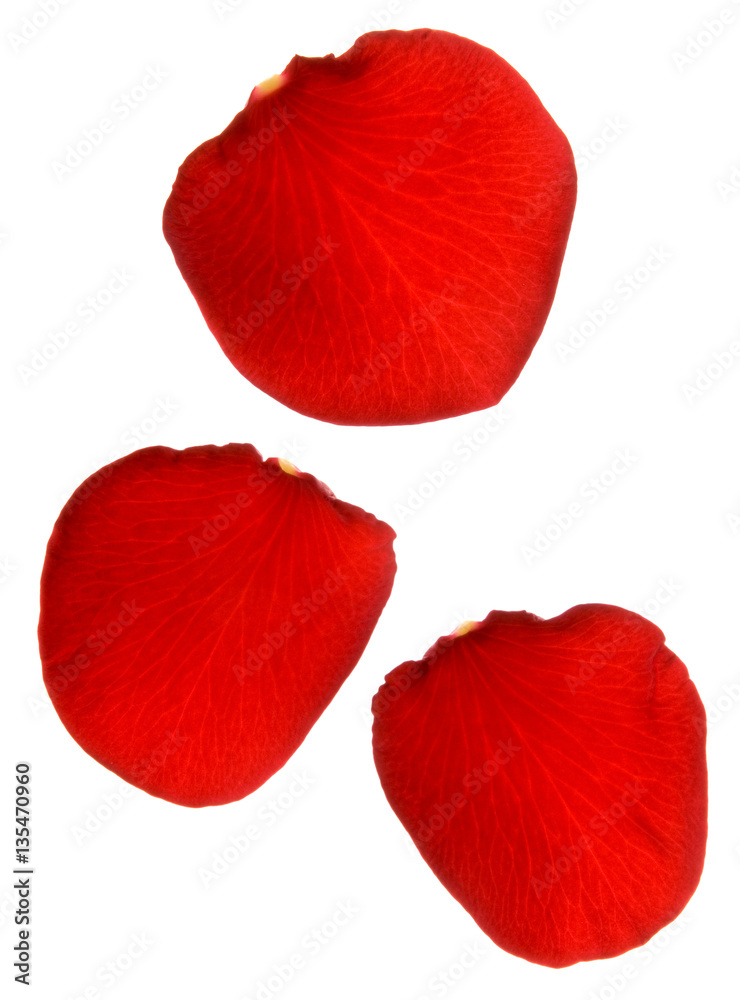 Rosenblätter auf Weiß Rosenblätter auf Weiß