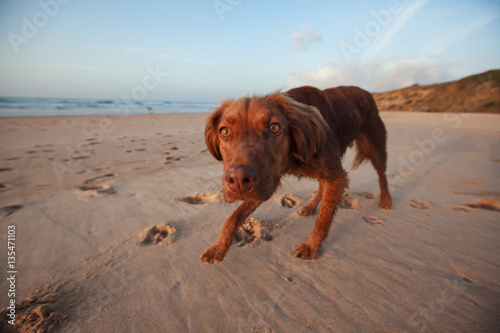 Curious dog walking on the sandy beach 