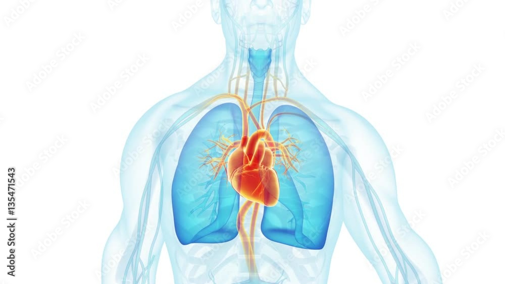 Beating heart of the walking human slow motion looped animated on white background 4K video.