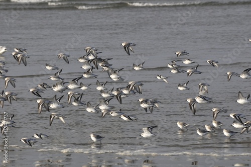 birds taking off at the sea