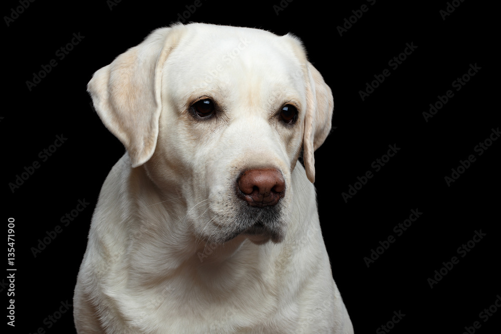 Close-up Portrait of sad Labrador retriever dog on isolated black background, front view Close-up Portrait of sad Labrador retriever dog on isolated black background, front view