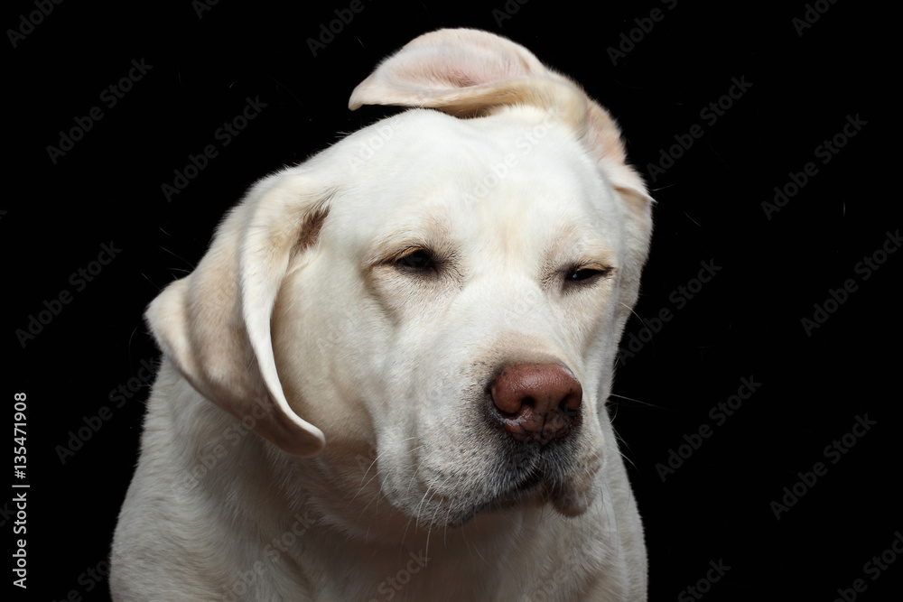 Close-up Portrait of Funny Labrador retriever dog shake head, with flying ears, on isolated black background, front view