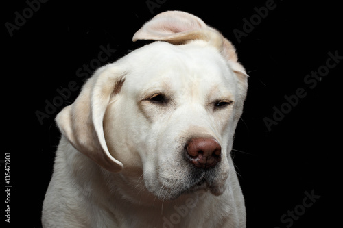 Close-up Portrait of Funny Labrador retriever dog shake head, with flying ears, on isolated black background, front view