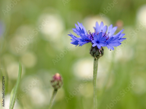 blue cornflower blooming on the field photo