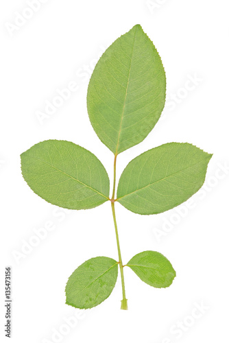 isolated rose leaf