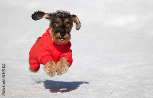 Cane bassotto corre sulla neve