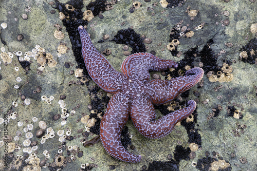 Starfish lying on the stone. Peninsula Kony. Magadan Region. Russia.