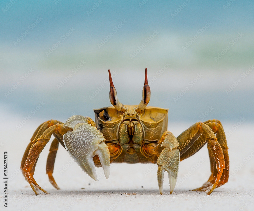 Ghost Crab