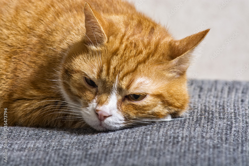 Obraz premium a frightened ginger cat