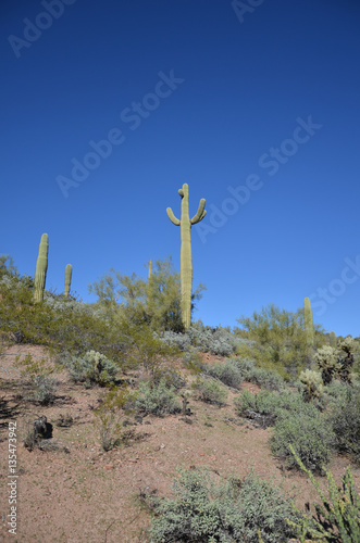 Saguaro Lake