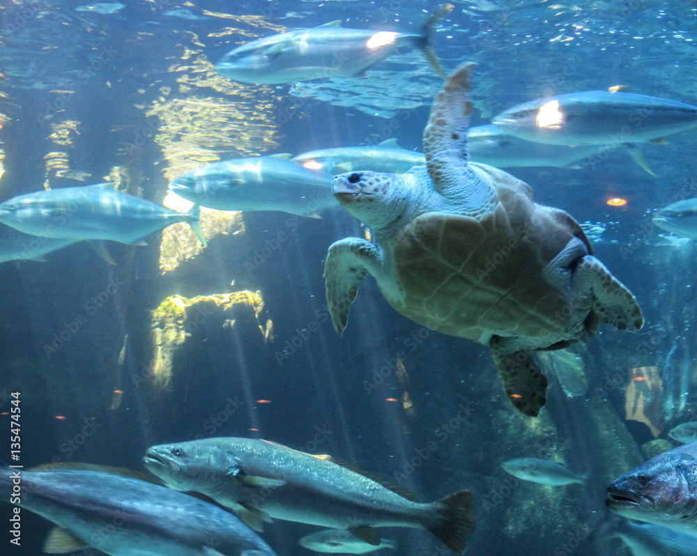 Obraz premium Sea turtle and many fishes at Two Oceans Aquarium, Cape Town, South Africa