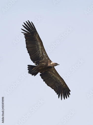 Griffon vulture (Gyps fulvus) © dennisjacobsen