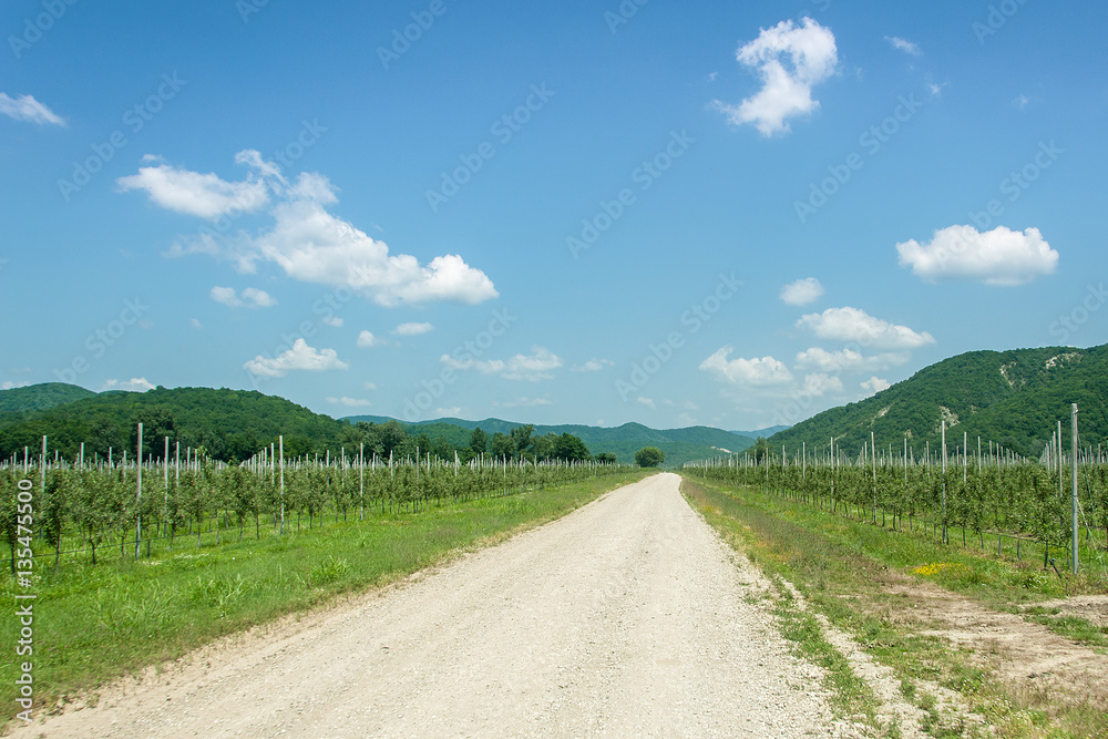 Obraz premium tree nursery